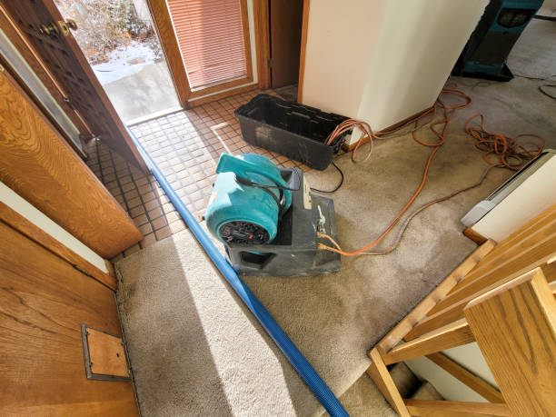 Best Mold removal after water damage  in Sunrise, FL
