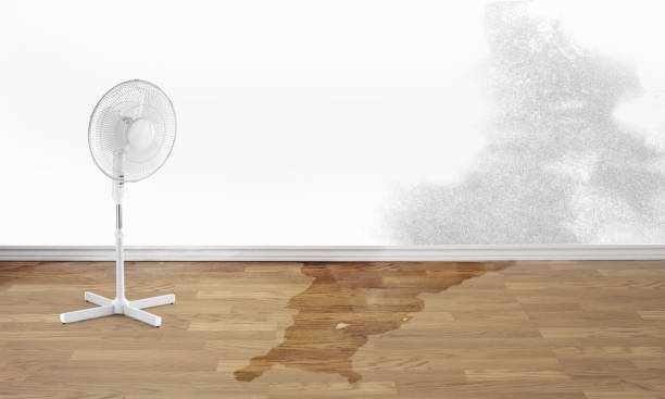 Best Water damage contractors near me  in Sunrise, FL